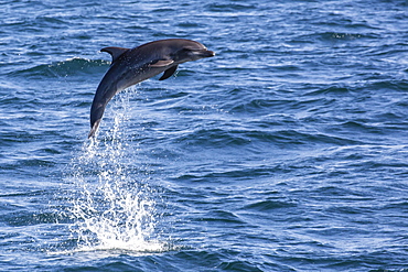 Bottlenose dolphin (Tursiops truncatus), leaping into the air near Isla San Pedro Martir, Baja California, Mexico, North America