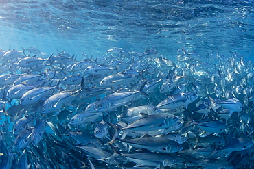 A large school of bigeye trevally (Caranx sexfasciatus) in deep water near Cabo Pulmo, Baja California Sur, Mexico, North America