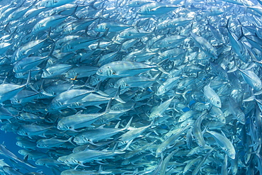 A large school of bigeye trevally (Caranx sexfasciatus) in deep water near Cabo Pulmo, Baja California Sur, Mexico, North America