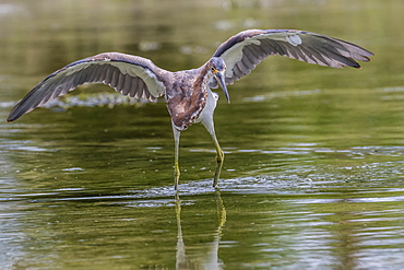 An adult tricolored heron (Egretta tricolor) stalking prey in a stream, San Jose del Cabo, Baja California Sur, Mexico, North America