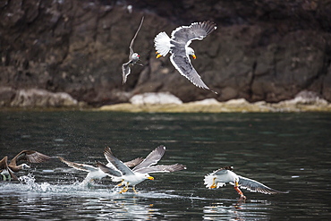 Yellow-footed gulls (Larus livens) and Heermann's gulls (Larus heermanni) fight for a squid on Isla Ildefonso, Mexico, North America