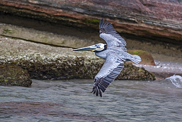 An adult brown pelican (Pelecanus occidentalis) in flight at Punta Colorado, Isla San Jose, Baja California Sur, Mexico, North America