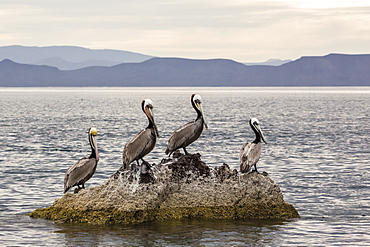 Adult brown pelicans (Pelecanus occidentalis), Isla Ildefonso, Baja California Sur, Mexico, North America