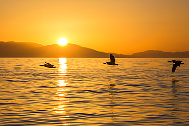 Brown pelicans (Pelecanus occidentalis) in flight formation at sunset near Isla Rasita, Baja California, Mexico, North America