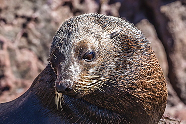 Adult male Guadalupe fur seal (Arctocephalus townsendi), hauled out on Isla San Pedro Martir, Baja California, Mexico, North America