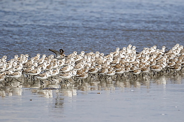 A flock of migrating sanderlings (Calidris alba), Sand Dollar Beach, Baja California Sur, Mexico, North America