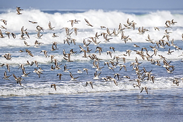 A flock of migrating sanderlings (Calidris alba) taking flight on Sand Dollar Beach, Baja California Sur, Mexico, North America