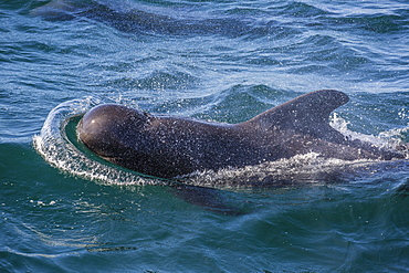 Short-finned pilot whale (Globicephala macrorhynchus) surfacing near Isla San Pedro Martir, Baja California, Mexico, North America