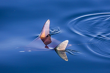 Mobula, Mobula spp, with wingtips above the surface near Isla Danzante, Baja California Sur, Mexico, North America