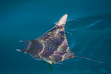 Mobula, Mobula spp, with wingtips above the surface near Isla Danzante, Baja California Sur, Mexico, North America