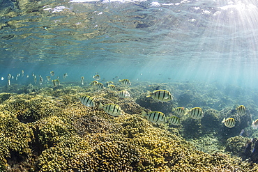 A large school of convict tang (Acanthurus triostegus) on the only living reef in the Sea of Cortez, Cabo Pulmo, Baja California Sur, Mexico, North America