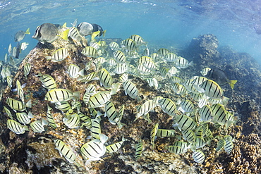 A large school of convict tang (Acanthurus triostegus) on the only living reef in the Sea of Cortez, Cabo Pulmo, Baja California Sur, Mexico, North America