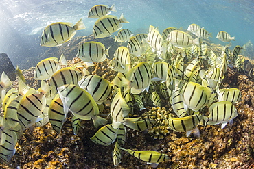 A large school of convict tang (Acanthurus triostegus) on the only living reef in the Sea of Cortez, Cabo Pulmo, Baja California Sur, Mexico, North America