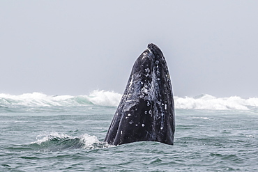 Adult California gray whale (Eschrichtius robustus) spy-hopping in San Ignacio Lagoon, Baja California Sur, Mexico, North America