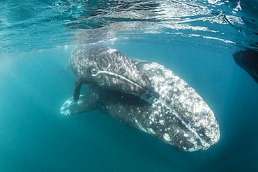 California gray whale (Eschrichtius robustus) mother and calf underwater in San Ignacio Lagoon, Baja California Sur, Mexico, North America