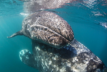 California gray whale (Eschrichtius robustus) mother and calf underwater in San Ignacio Lagoon, Baja California Sur, Mexico, North America