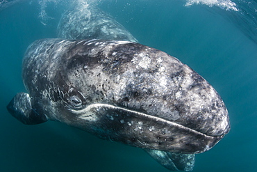 California gray whale (Eschrichtius robustus) mother and calf underwater in San Ignacio Lagoon, Baja California Sur, Mexico, North America