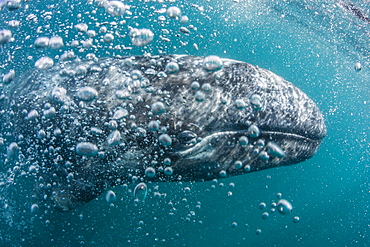 California gray whale (Eschrichtius robustus) calf underwater in San Ignacio Lagoon, Baja California Sur, Mexico, North America