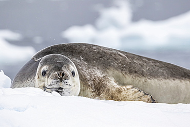 Adult leopard seal (Hydrurga leptonyx), hauled out on ice in Buls' Bay, Brabant Island, Antarctica, Polar Regions