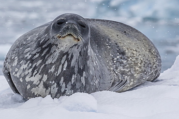 Adult Weddell seal (Leptonychotes weddellii), hauled out on ice in Buls' Bay, Brabant Island, Antarctica, Polar Regions