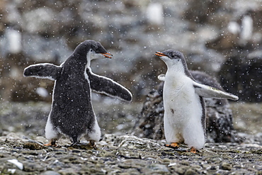 Gentoo penguin chicks (Pygoscelis papua) in ecstatic display at Brown Bluff, Antarctica, Polar Regions