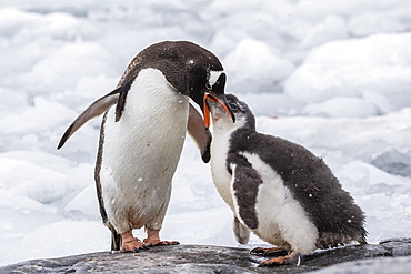 Adult gentoo penguin (Pygoscelis papua) feeding chick at Jougla Point, Wiencke Island, Antarctica, Polar Regions