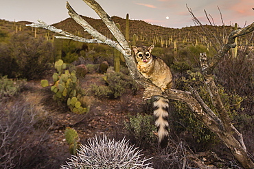 Captive ringtail (Bassariscus astutus) at sunset, Arizona Sonora Desert Museum, Tucson, Arizona, United States of America, North America