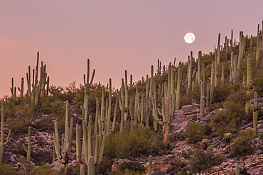 Giant saguaro cactus (Carnegiea gigantea), under full moon in the Catalina Mountains, Tucson, Arizona, United States of America, North America