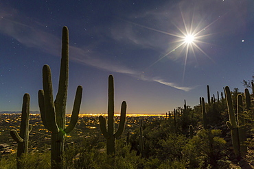 Giant saguaro cactus (Carnegiea gigantea), under full moon in the Catalina Mountains, Tucson, Arizona, United States of America, North America