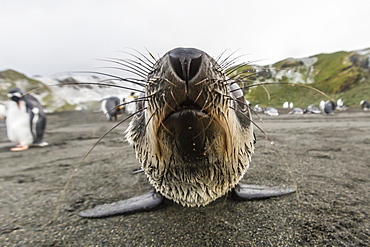 A curious young Antarctic fur seal (Arctocephalus gazella), Gold Harbour, South Georgia, Polar Regions