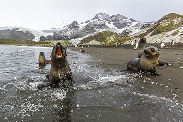 A curious young Antarctic fur seal (Arctocephalus gazella), Gold Harbour, South Georgia, Polar Regions