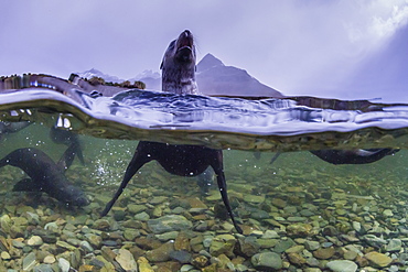 Antarctica fur seal pup (Arctocephalus gazella), above and below underwater in Husvik Bay, South Georgia, Polar Regions