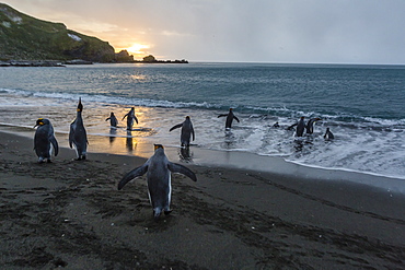 King penguins (Aptenodytes patagonicus) returning to the sea at sunrise at Gold Harbour, South Georgia, Polar Regions