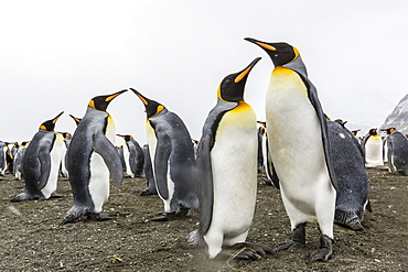 King penguins (Aptenodytes patagonicus) on the beach at Gold Harbour, South Georgia, Polar Regions