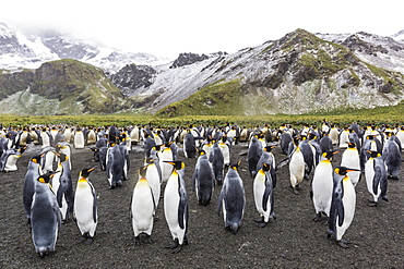 King penguins (Aptenodytes patagonicus), breeding colony at Gold Harbour, South Georgia, Polar Regions