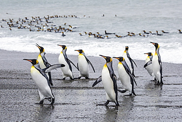 Adult king penguins (Aptenodytes patagonicus) returning from sea at St. Andrews Bay, South Georgia, Polar Regions