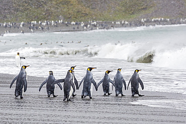 Adult king penguins (Aptenodytes patagonicus) going to sea at St. Andrews Bay, South Georgia, Polar Regions