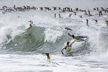 Adult king penguins (Aptenodytes patagonicus) returning from sea at St. Andrews Bay, South Georgia, Polar Regions