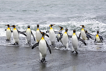 Adult king penguins (Aptenodytes patagonicus) returning from sea at St. Andrews Bay, South Georgia, Polar Regions