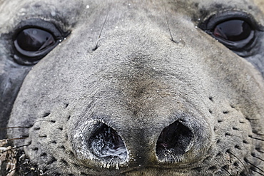 Southern elephant seal bull (Mirounga leonina), molting in Gold Harbor, South Georgia, UK Overseas Protectorate, Polar Regions