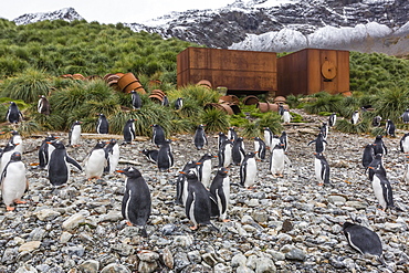 Gentoo penguins (Pygoscelis papua) amongst abandoned whaling equipment at Godthul, South Georgia, Polar Regions