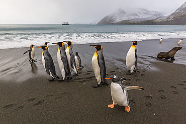 Gentoo penguins (Pygoscelis papua) amongst king penguins on the beach at Gold Harbour, South Georgia, Polar Regions