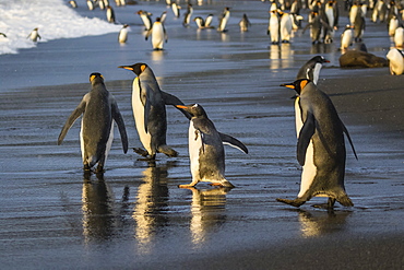 Gentoo penguin (Pygoscelis papua), amongst king penguins on the beach at Gold Harbour, South Georgia, Polar Regions