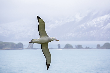 An adult wandering albatross (Diomedea exulans) in flight near Prion Island, South Georgia, Polar Regions