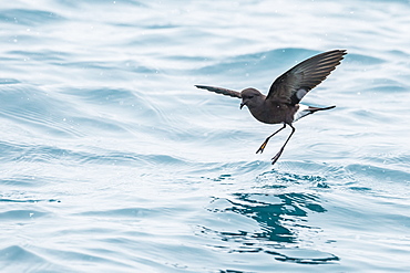 Adult Wilson's storm petrel (Oceanites oceanicus), surface feeding at Grytviken, South Georgia, Polar Regions