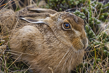 The introduced and very invasive European rabbit (Oryctolagus cuniculus), outside Stanley, Falkland Islands, South America