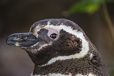 Adult Magellanic penguin (Spheniscus magellanicus) head detail, Gypsy Cove, outside Stanley, Falkland Islands, South America