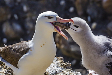 Adult black-browed albatross (Thalassarche melanophris) feeding chick in the New Island Nature Reserve, Falkland Islands, South America