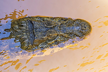 Adult Yacare caiman (Caiman yacare), head detail, within Iguazu Falls National Park, Misiones, Argentina, South America