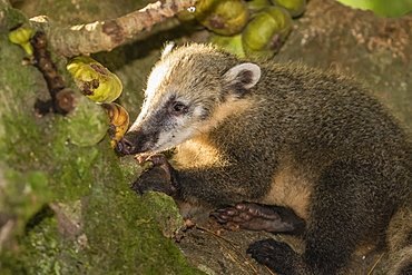 Adult South American coati (Nasua nasua), Iguazu Falls National Park, Misiones, Argentina, South America